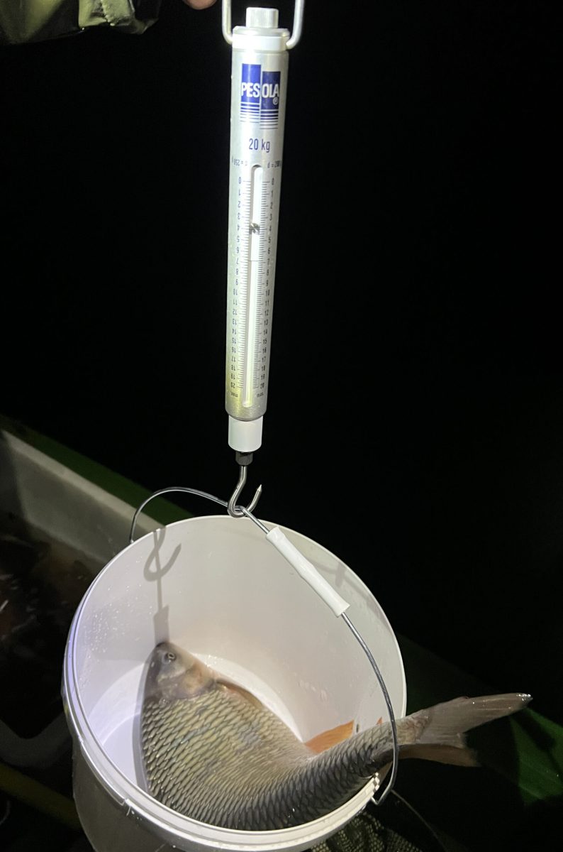 A rekordkoncér tömege: 3850 g