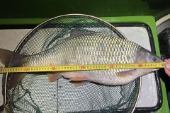 A rekordkoncér hossza: Lc: 525 mm, Lt: 620 mm